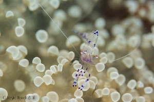 Anemone shrimp - Nikon D810 by Leslie Howell 